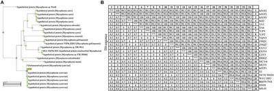 Characterization and Evaluation of a Novel Conserved Membrane Antigen P35 of Mycoplasma synoviae